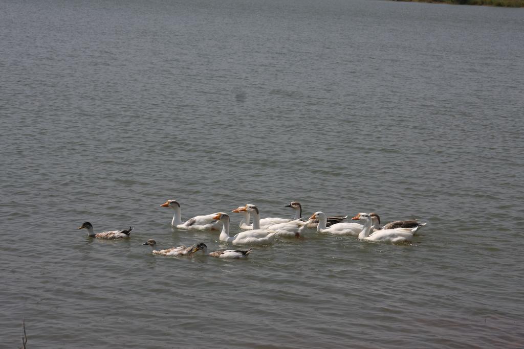 Juesta Lake Nahargarh Palace, Chittorgarh Pārsoli Exteriér fotografie